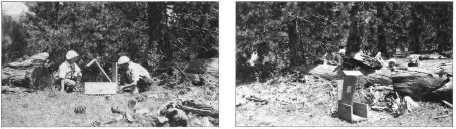 The kids built their own chipmunk trap. Behind the log (right) Lawton, Gene, and Nancy hide waiting for the trap to spring, circa 1926