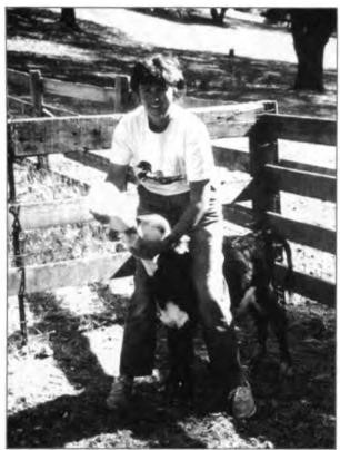 Rarely do twin calves survive, but Anneke saved this one little red and white heifer, Shurtleff Ranch, 2000